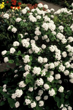 Duftsnebolle Viburnum carlesii busk 40-50 potte C3