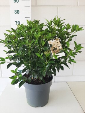 Viburnum tinus busk 40-50 cm