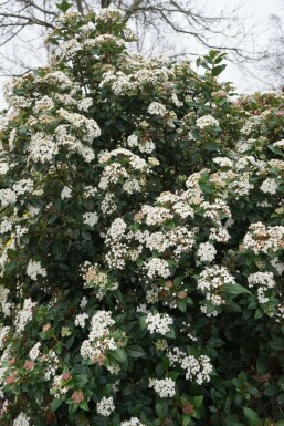 Vintersnebolle Viburnum tinus busk 15-20 potte P13