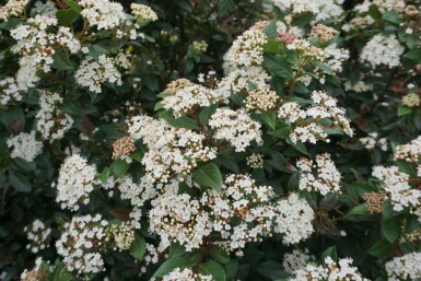 Vintersnebolle Viburnum tinus busk 15-20 potte P13