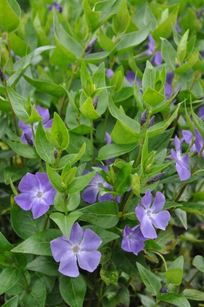 Stor singrøn Vinca major 10-15 potte C2 Vinca major