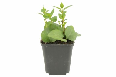 Stor singrøn Vinca major 5-10 potte P9 Vinca major