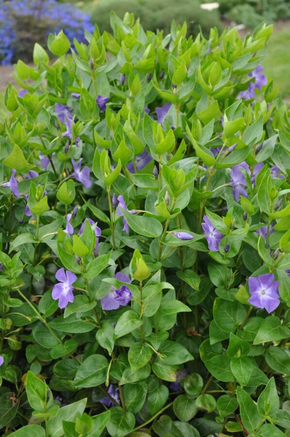 Stor singrøn Vinca major 5-10 potte P9 Vinca major