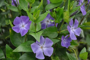 Stor singrøn Vinca major 5-10 potte P9 Vinca major