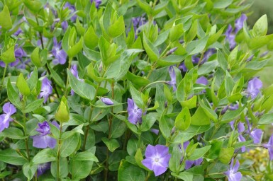 Stor singrøn Vinca major 5-10 potte P9 Vinca major