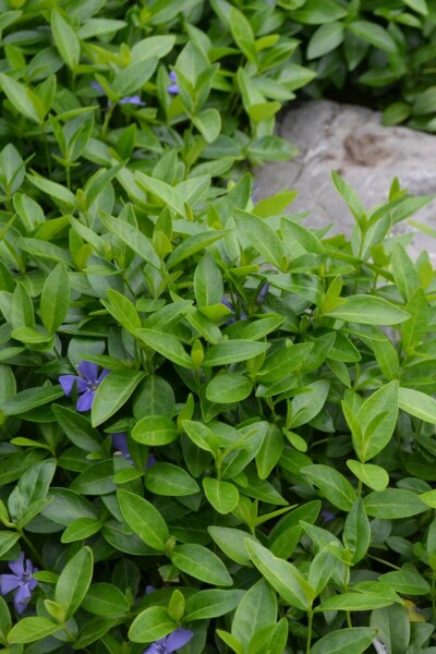 Vinca minor