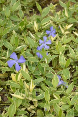 Liden singrøn Vinca minor 'Argenteovariegata' 5-10 potte P9