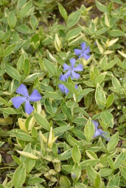 Liden singrøn Vinca minor 'Argenteovariegata' 5-10 potte P9 Vinca minor 'Argenteovariegata'