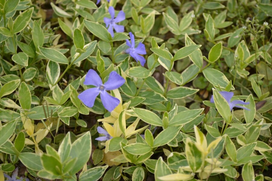 Liden singrøn Vinca minor 'Argenteovariegata' 5-10 potte P9 Vinca minor 'Argenteovariegata'