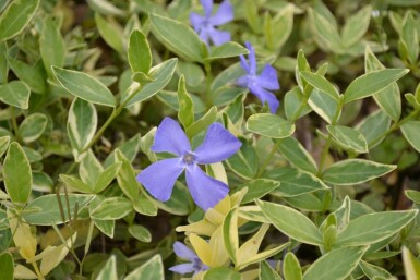 Liden singrøn Vinca minor 'Argenteovariegata' 5-10 potte P9 Vinca minor 'Argenteovariegata'