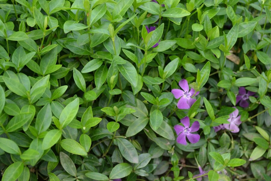 Liden singrøn Vinca minor 'Atropurpurea' 10-15 potte C2 Vinca minor 'Atropurpurea'