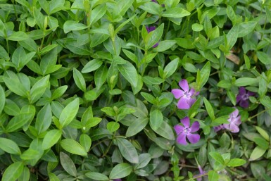 Liden singrøn Vinca minor 'Atropurpurea' 10-15 potte C2 Vinca minor 'Atropurpurea'