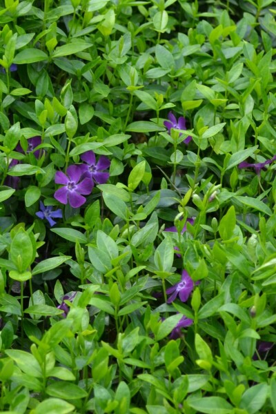 Liden singrøn Vinca minor 'Atropurpurea' 5-10 potte P9 Vinca minor 'Atropurpurea'