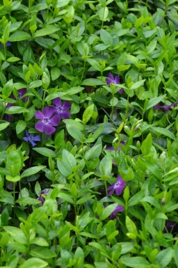 Liden singrøn Vinca minor 'Atropurpurea' 5-10 potte P9 Vinca minor 'Atropurpurea'