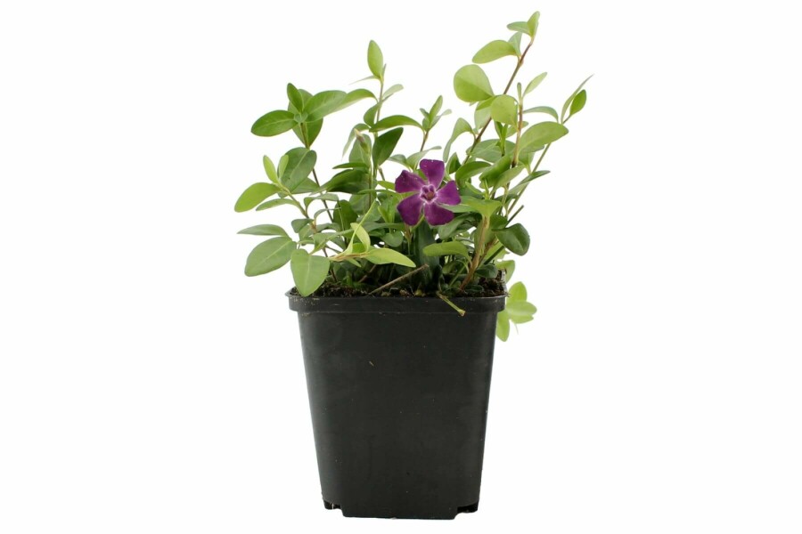 Liden singrøn Vinca minor 'Atropurpurea' 5-10 potte P9 Vinca minor 'Atropurpurea'
