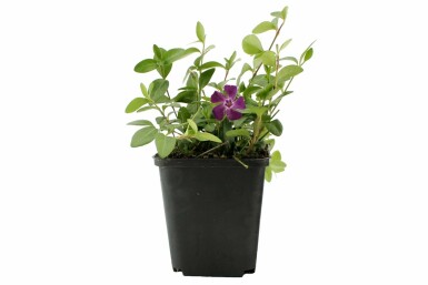 Liden singrøn Vinca minor 'Atropurpurea' 5-10 potte P9 Vinca minor 'Atropurpurea'