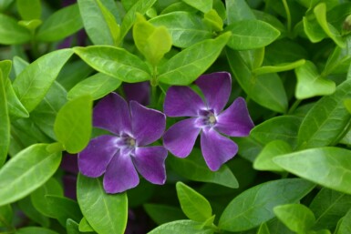 Liden singrøn Vinca minor 'Atropurpurea' 5-10 potte P9 Vinca minor 'Atropurpurea'