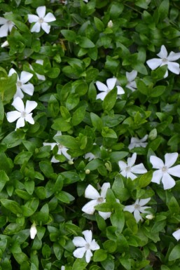 Liden singrøn Vinca minor 'Gertrude Jekyll' 5-10 potte P9