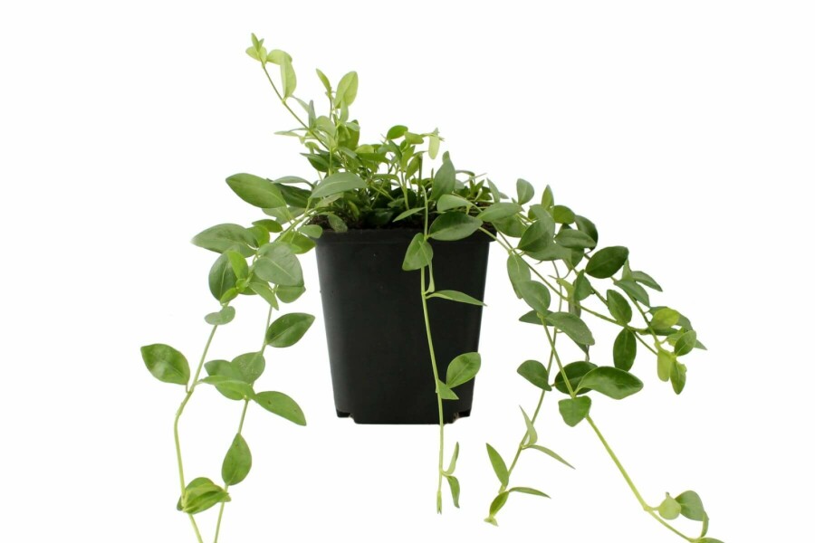 Liden singrøn Vinca minor 'Gertrude Jekyll' 5-10 potte P9 Vinca minor 'Gertrude Jekyll'