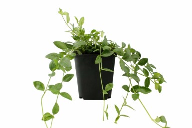 Liden singrøn Vinca minor 'Gertrude Jekyll' 5-10 potte P9 Vinca minor 'Gertrude Jekyll'