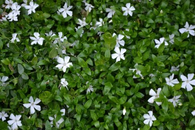 Liden singrøn Vinca minor 'Gertrude Jekyll' 5-10 potte P9