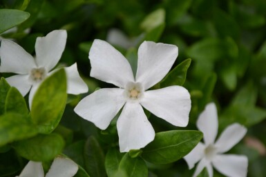 Liden singrøn Vinca minor 'Gertrude Jekyll' 5-10 potte P9