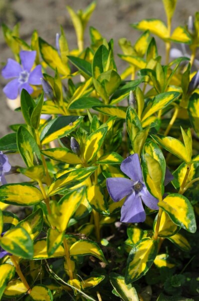 Liden singrøn Vinca minor 'Illumination' 10-15 potte C2 Vinca minor 'Illumination'