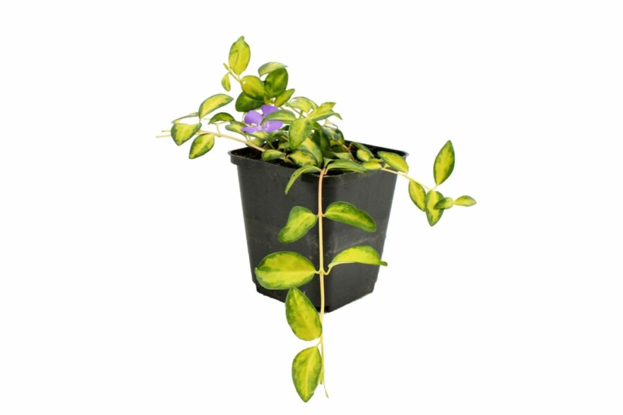 Liden singrøn Vinca minor 'Illumination' 10-15 potte C2 Vinca minor 'Illumination'