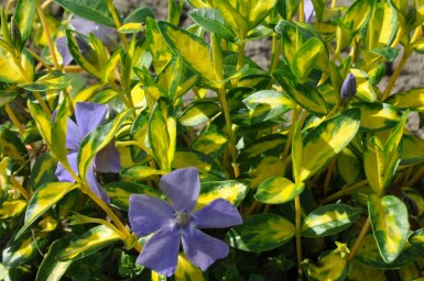 Liden singrøn Vinca minor 'Illumination' 10-15 potte C2