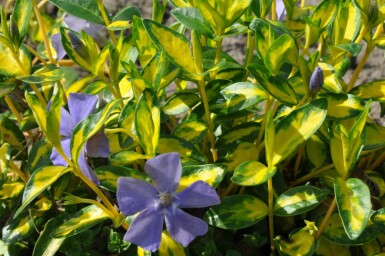 Liden singrøn Vinca minor 'Illumination' 10-15 potte C2 Vinca minor 'Illumination'