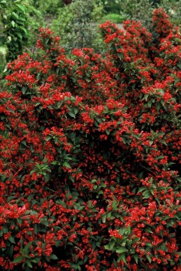 Klokkebusk Weigela 'Red Prince' busk 30-40 potte C3