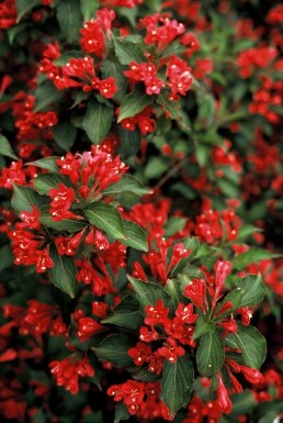 Klokkebusk Weigela 'Red Prince' busk 30-40 potte C3