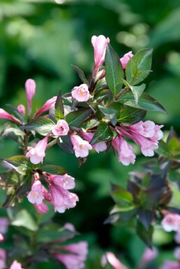 Klokkebusk Weigela florida 'Foliis Purpureis' busk 30-40 potte C3