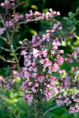 Klokkebusk Weigela florida 'Foliis Purpureis' busk 30-40 potte C3