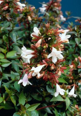 Abelia Abelia × grandiflora potte Abelia × grandiflora