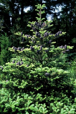 Koreaædelgran Abies koreana potte Abies koreana