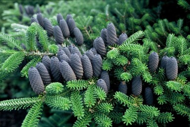 Koreaædelgran Abies koreana potte Abies koreana