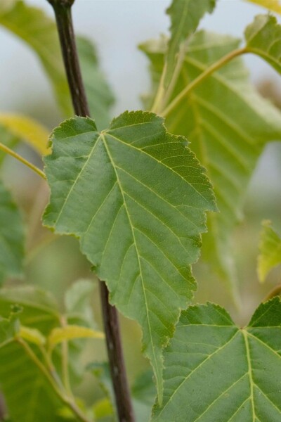 Acer davidii busk 150-175 cm