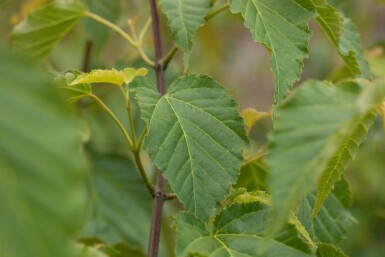 Acer davidii busk 150-175 cm