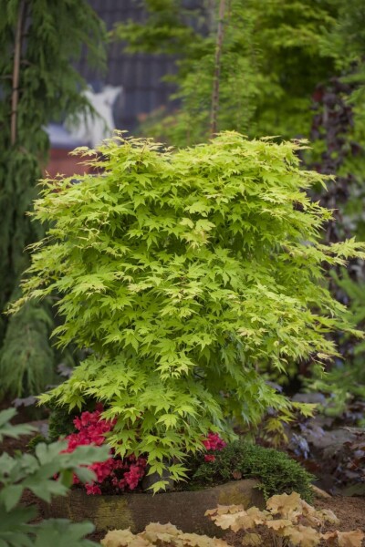 Acer palmatum busk 150-175 cm