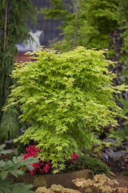 Japansk løn Acer palmatum potte Acer palmatum