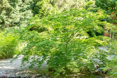Japansk løn Acer palmatum potte Acer palmatum