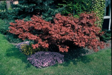 Rød japansk ahorn Acer palmatum 'Atropurpureum' potte Acer palmatum 'Atropurpureum'