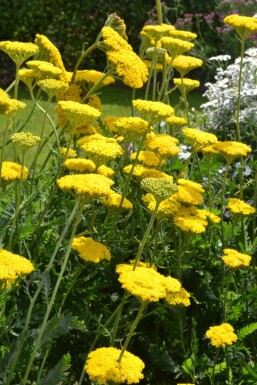 Pragtrøllike Achillea filipendulina 'Cloth of Gold' potte Achillea filipendulina 'Cloth of Gold'
