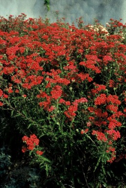 Almindelig røllike Achillea millefolium 'Paprika' potte Achillea millefolium 'Paprika'