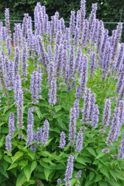 Indianermynte Agastache 'Blue Fortune' potte Agastache 'Blue Fortune'