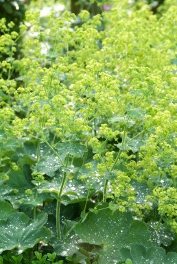 Lodden løvefod Alchemilla mollis potte Alchemilla mollis