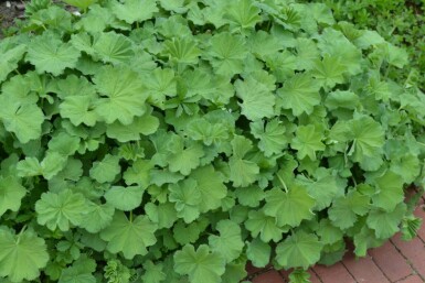 Lodden løvefod Alchemilla mollis potte Alchemilla mollis