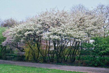Almindelig bærmispel Amelanchier × lamarckii potte Amelanchier × lamarckii