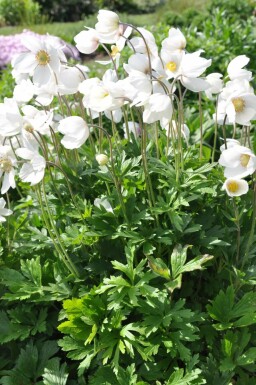 Sommeranemone Anemone sylvestris potte Anemone sylvestris
